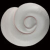AHB Series 5 / Python Regius - Leucistic Ball Python / Snake