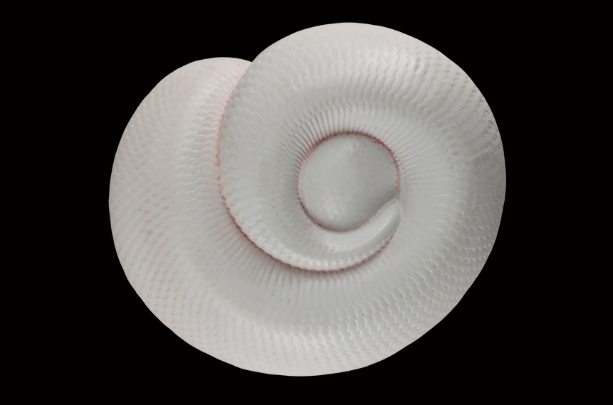 AHB Series 5 / Python Regius - Leucistic Ball Python / Snake