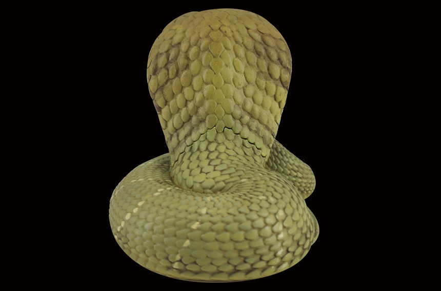 AHB Series 5 / Ophiophagus Hannah - King Cobra / Snake