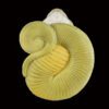 AHB Series 5 / Ophiophagus Hannah - King Cobra / Snake