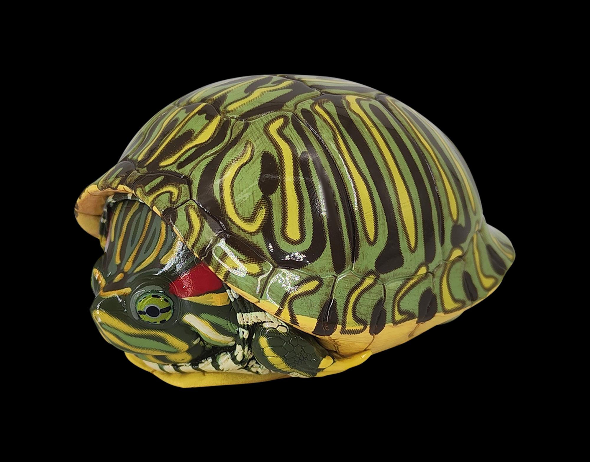 AHB Series 3 / Trachemys scripta elegans - Red-eared Slider / Turtle