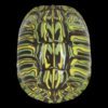 AHB Series 3 / Trachemys scripta elegans - Red-eared Slider / Turtle