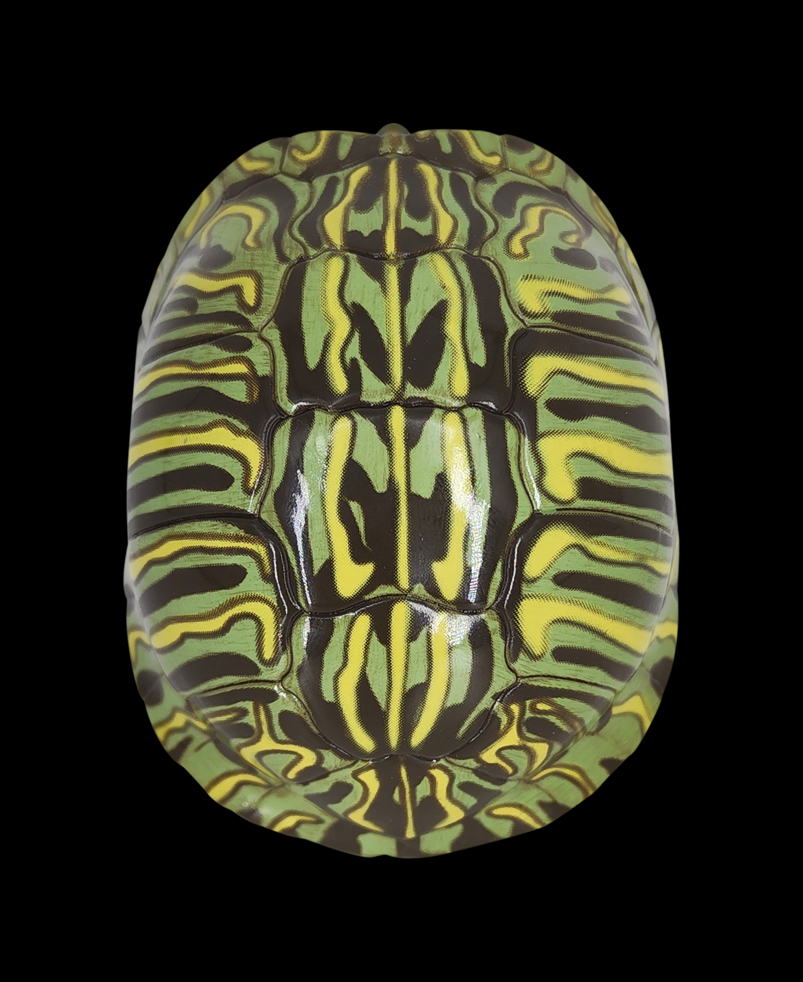 AHB Series 3 / Trachemys scripta elegans - Red-eared Slider / Turtle