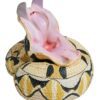 AHB Series 5 / Bitis rhinoceros - West African Gaboon Viper / Snake