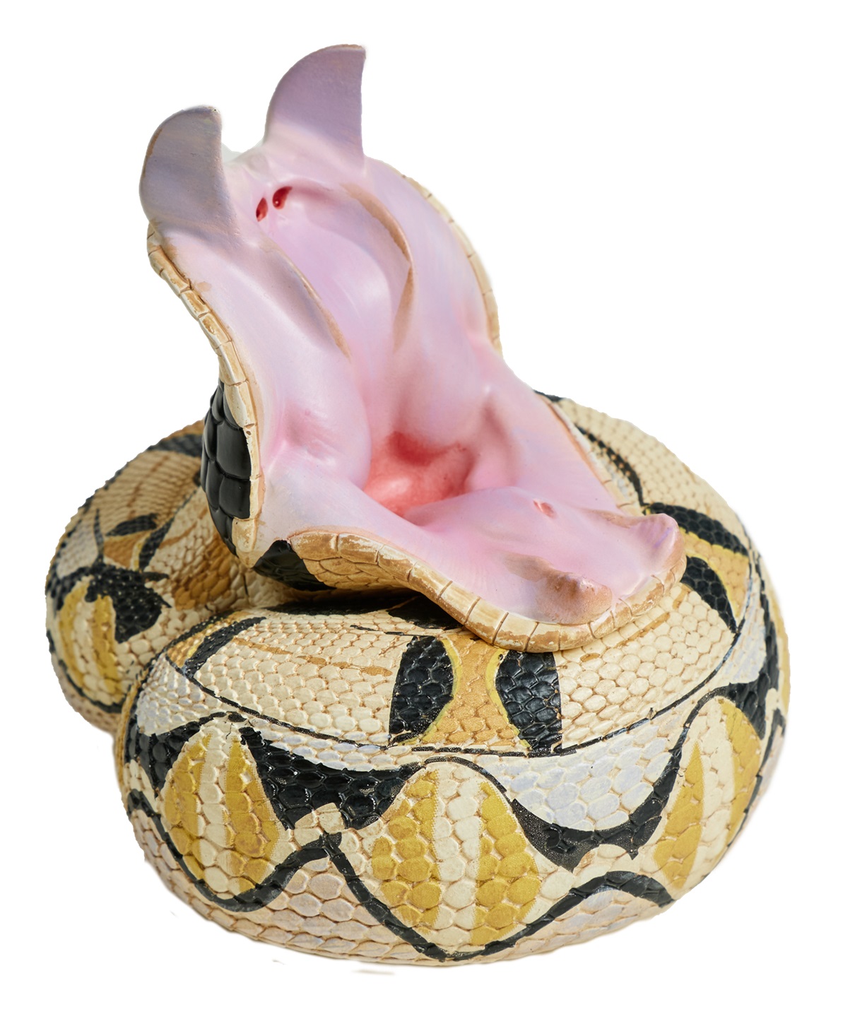 AHB Series 5 / Bitis rhinoceros - West African Gaboon Viper / Snake