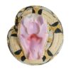 AHB Series 5 / Bitis rhinoceros - West African Gaboon Viper / Snake