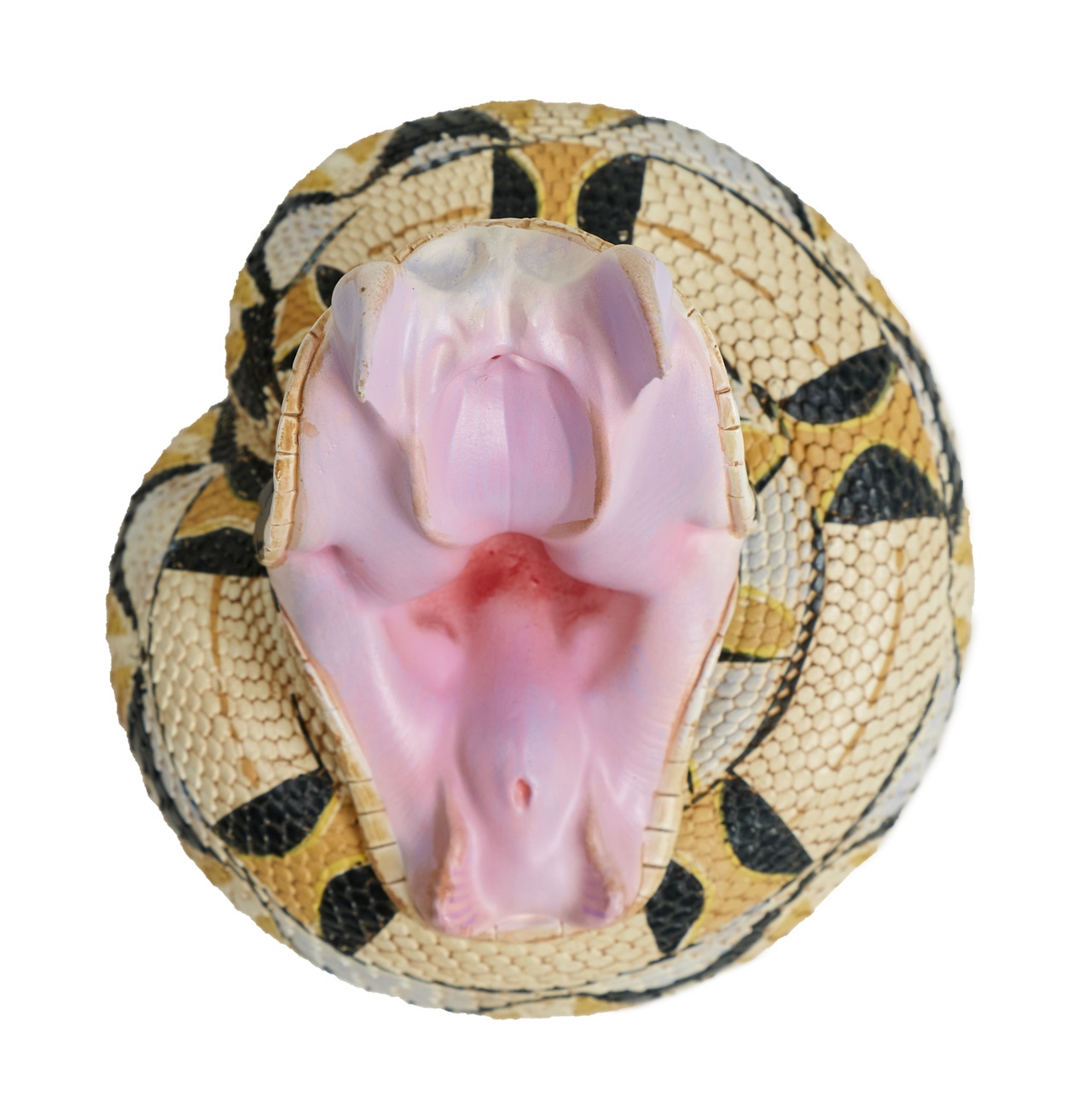 AHB Series 5 / Bitis rhinoceros - West African Gaboon Viper / Snake