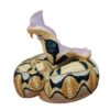 AHB Series 5 / Bitis rhinoceros - West African Gaboon Viper / Snake
