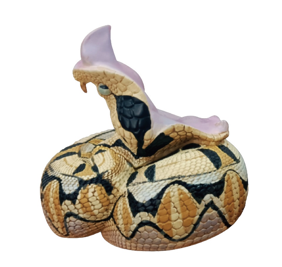 AHB Series 5 / Bitis rhinoceros - West African Gaboon Viper / Snake