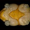 AHB Series 8 / Claudius angustatus - Narrow-Bridged Musk Turtle / Turtle