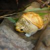 AHB Series 8 / Claudius angustatus - Narrow-Bridged Musk Turtle / Turtle