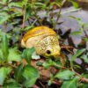 AHB Series 8 / Claudius angustatus - Narrow-Bridged Musk Turtle / Turtle