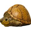 AHB Series 8 / Sternotherus carinatus - Razor-backed Musk Turtle / Turtle
