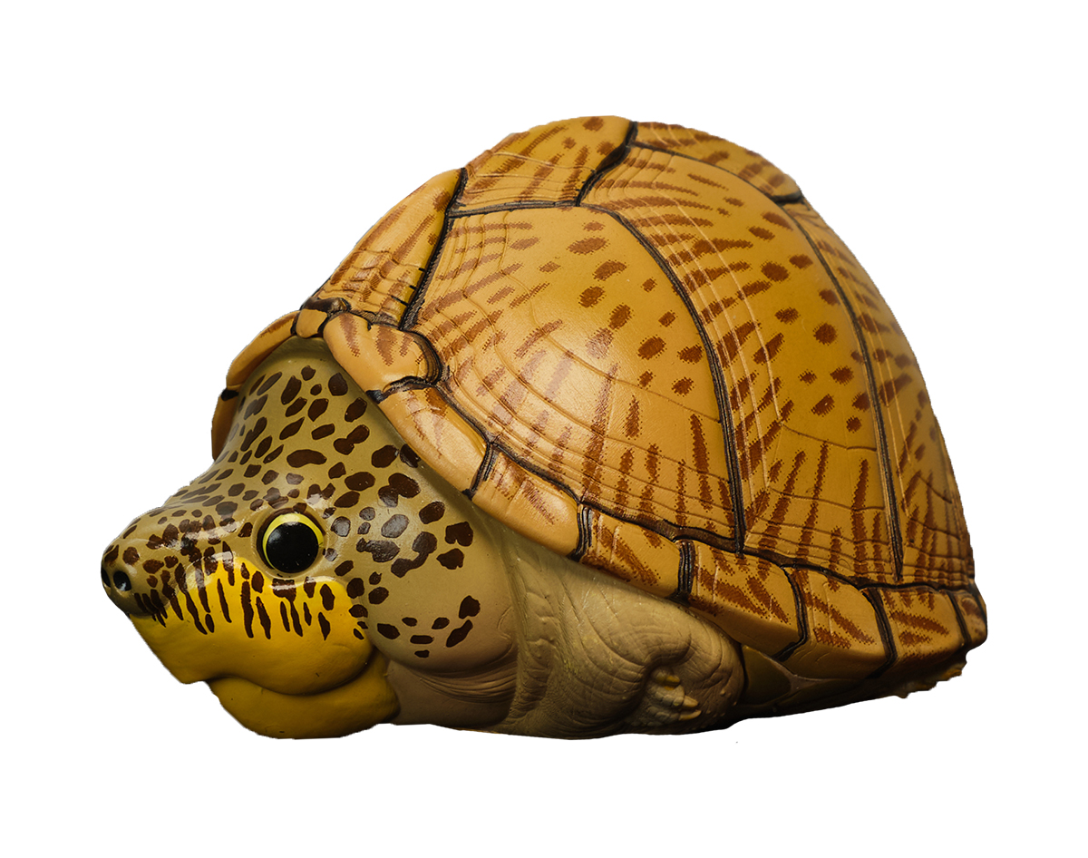 AHB Series 8 / Sternotherus carinatus - Razor-backed Musk Turtle / Turtle