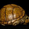 AHB Series 8 / Sternotherus carinatus - Razor-backed Musk Turtle / Turtle