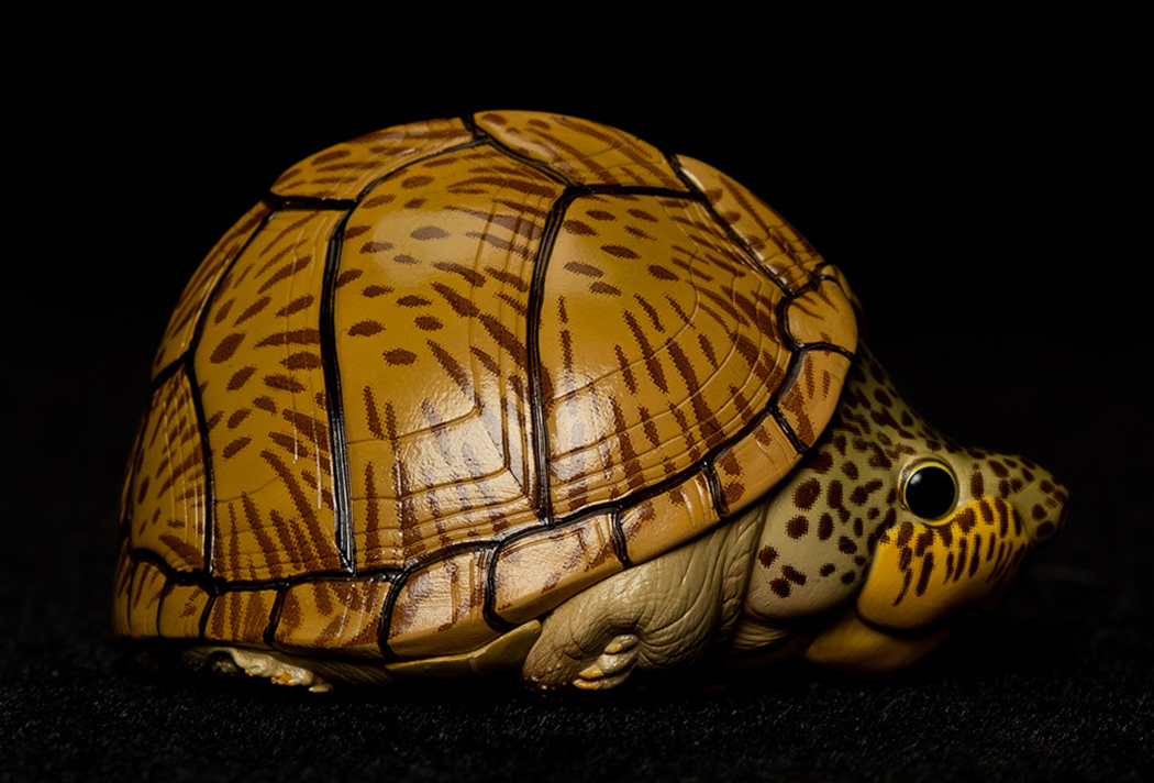 AHB Series 8 / Sternotherus carinatus - Razor-backed Musk Turtle / Turtle