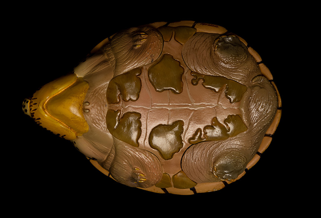 AHB Series 8 / Sternotherus carinatus - Razor-backed Musk Turtle / Turtle