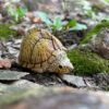 AHB Series 8 / Sternotherus carinatus - Razor-backed Musk Turtle / Turtle