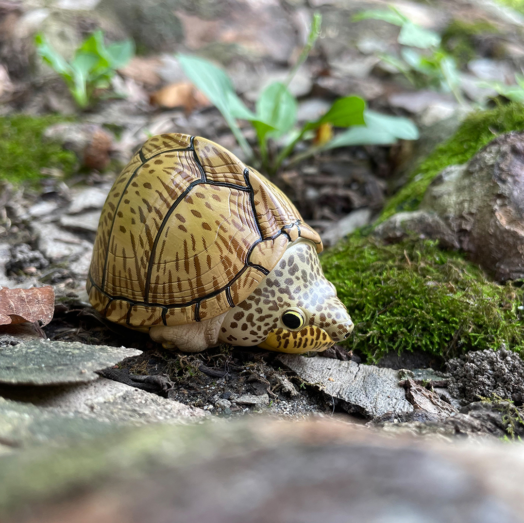 AHB Series 8 / Sternotherus carinatus - Razor-backed Musk Turtle / Turtle