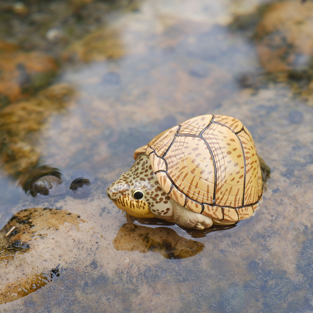 AHB Series 8 / Sternotherus carinatus - Razor-backed Musk Turtle / Turtle