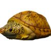 AHB Series 8 / Staurotypus salvinii - Giant Musk Turtle / Turtle