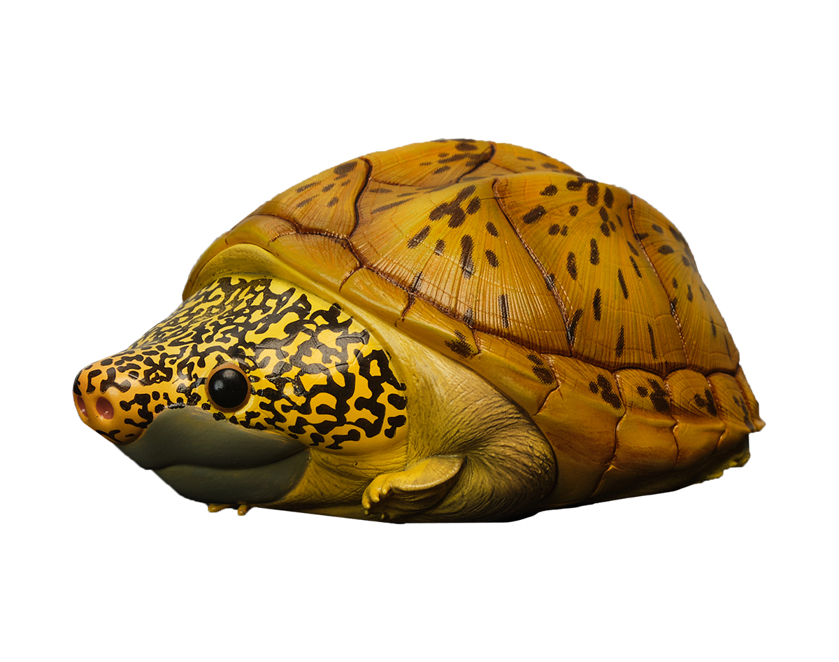 AHB Series 8 / Staurotypus salvinii - Giant Musk Turtle / Turtle