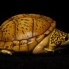 AHB Series 8 / Staurotypus salvinii - Giant Musk Turtle / Turtle