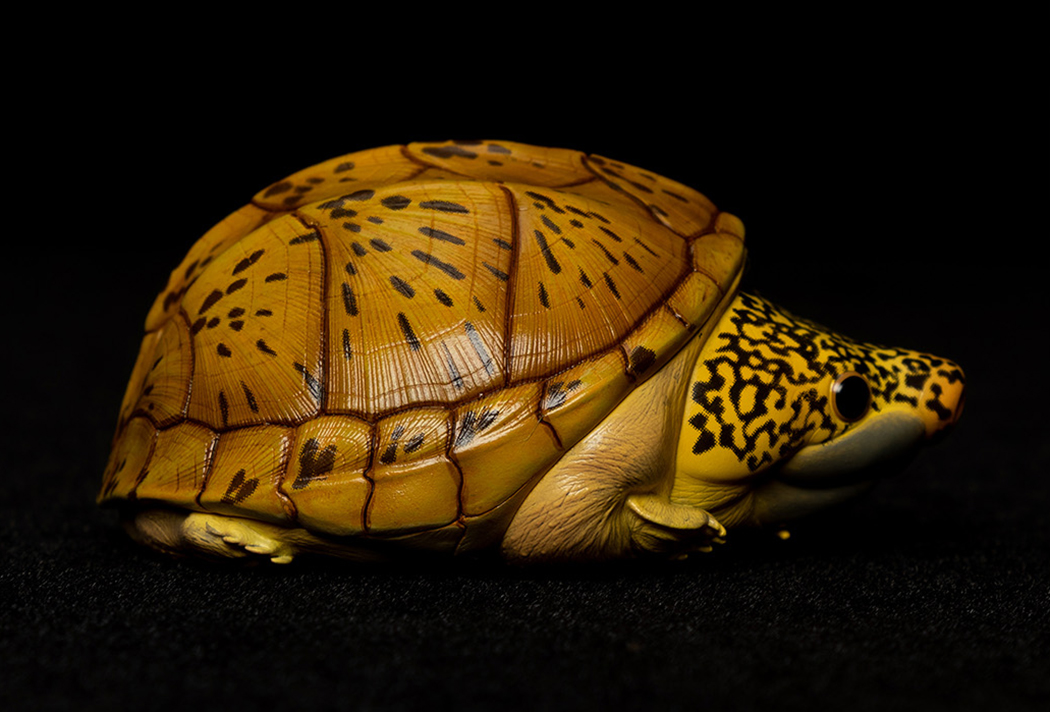 AHB Series 8 / Staurotypus salvinii - Giant Musk Turtle / Turtle