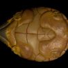 AHB Series 8 / Staurotypus salvinii - Giant Musk Turtle / Turtle