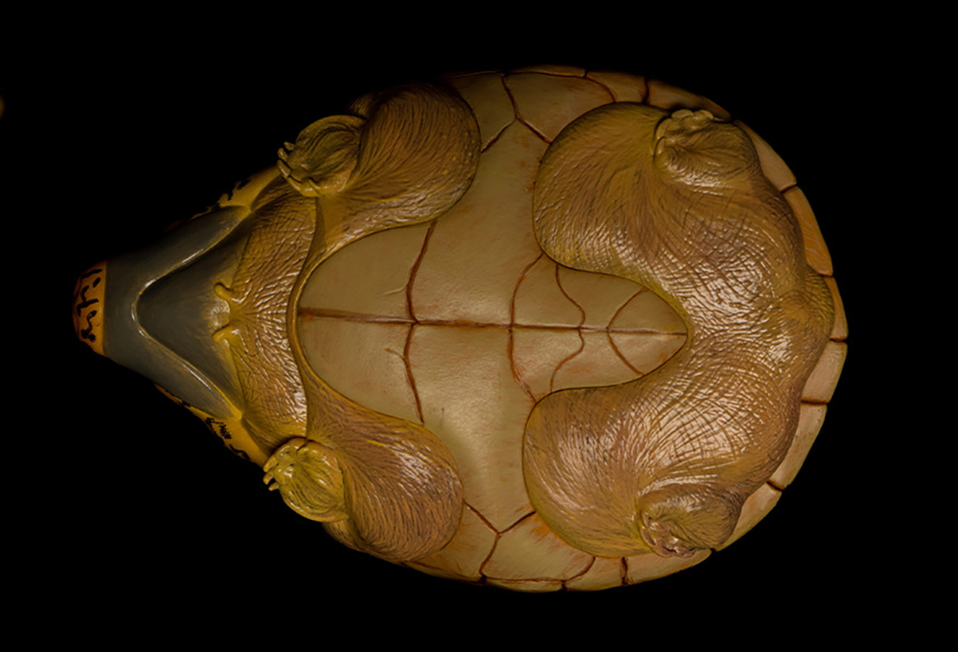 AHB Series 8 / Staurotypus salvinii - Giant Musk Turtle / Turtle