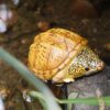 AHB Series 8 / Staurotypus salvinii - Giant Musk Turtle / Turtle