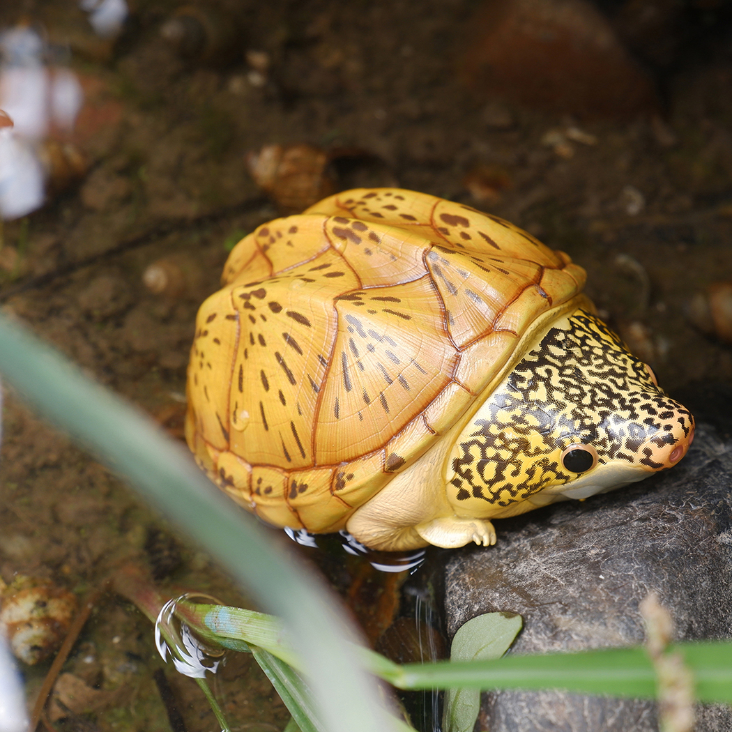 AHB Series 8 / Staurotypus salvinii - Giant Musk Turtle / Turtle