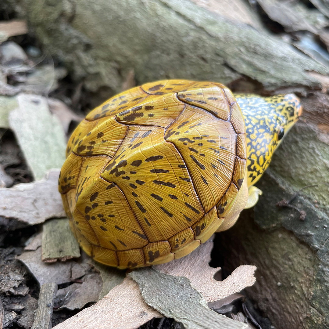 AHB Series 8 / Staurotypus salvinii - Giant Musk Turtle / Turtle