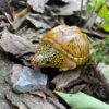 AHB Series 8 / Staurotypus salvinii - Giant Musk Turtle / Turtle