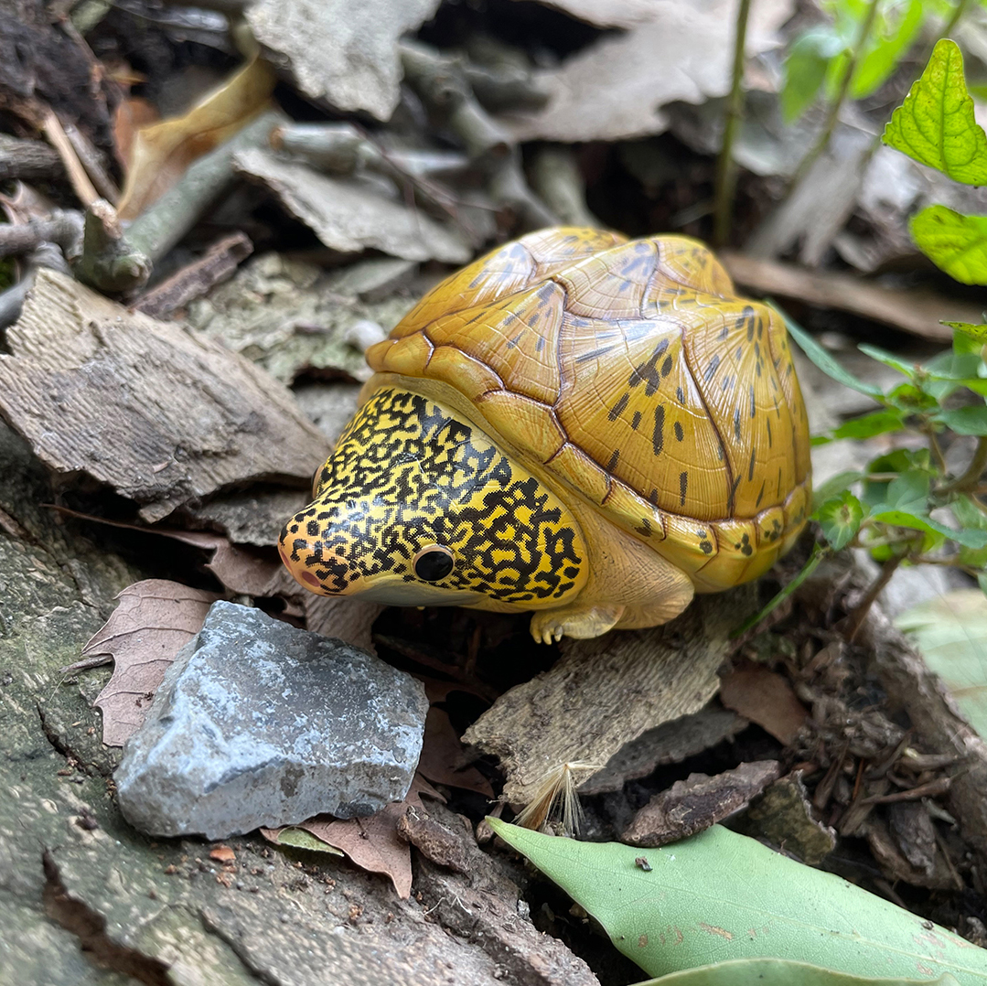 AHB Series 8 / Staurotypus salvinii - Giant Musk Turtle / Turtle