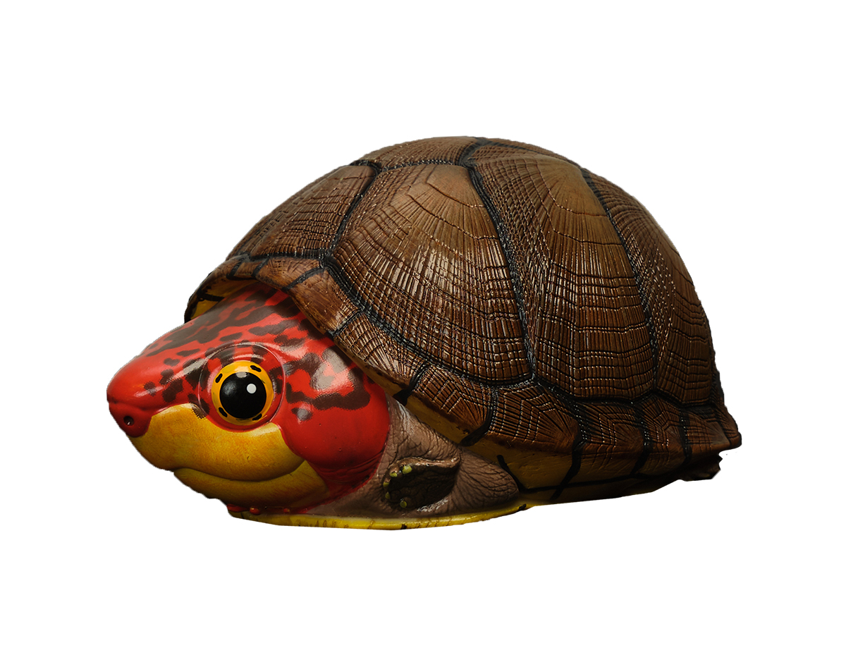 AHB Series 8 / Kinosternon scorpioides cruentatum - Red-cheeked Mud Turtle / Turtle