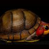 AHB Series 8 / Kinosternon scorpioides cruentatum - Red-cheeked Mud Turtle / Turtle