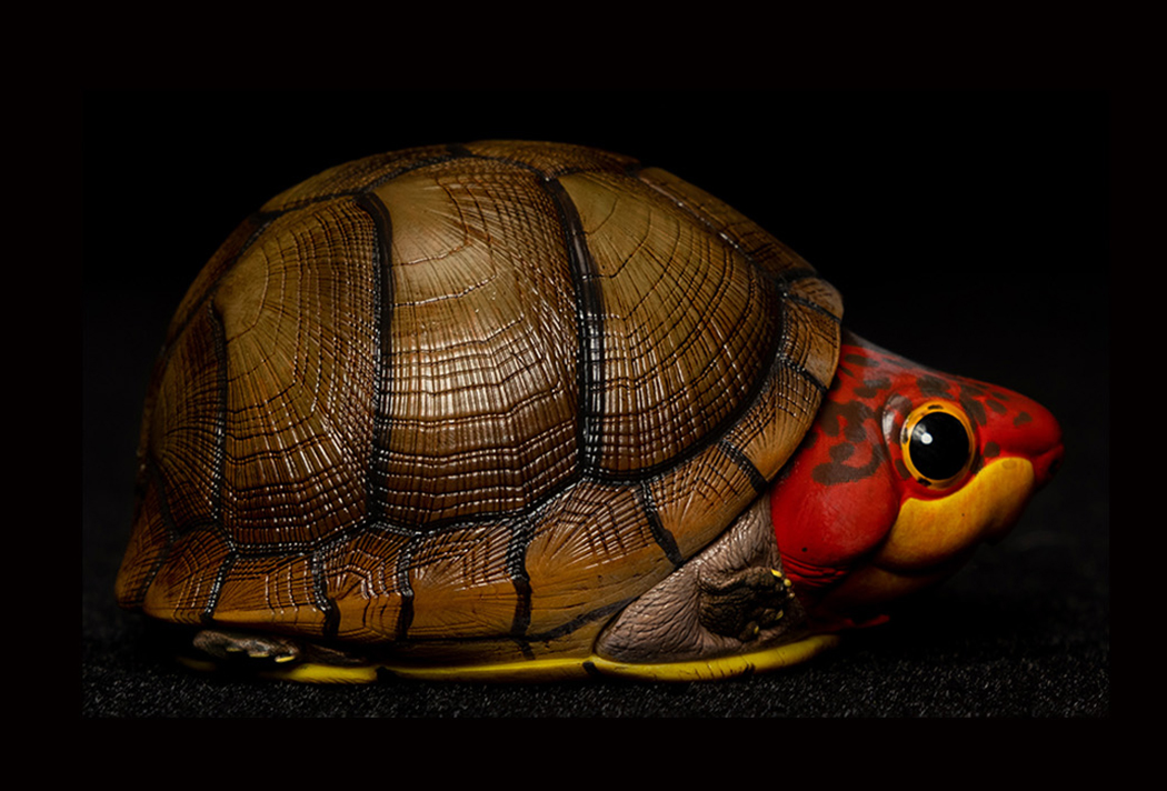 AHB Series 8 / Kinosternon scorpioides cruentatum - Red-cheeked Mud Turtle / Turtle