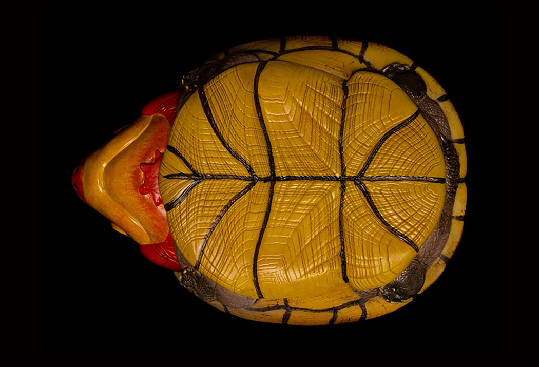 AHB Series 8 / Kinosternon scorpioides cruentatum - Red-cheeked Mud Turtle / Turtle