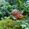 AHB Series 8 / Kinosternon scorpioides cruentatum - Red-cheeked Mud Turtle / Turtle