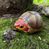 AHB Series 8 / Kinosternon scorpioides cruentatum - Red-cheeked Mud Turtle / Turtle