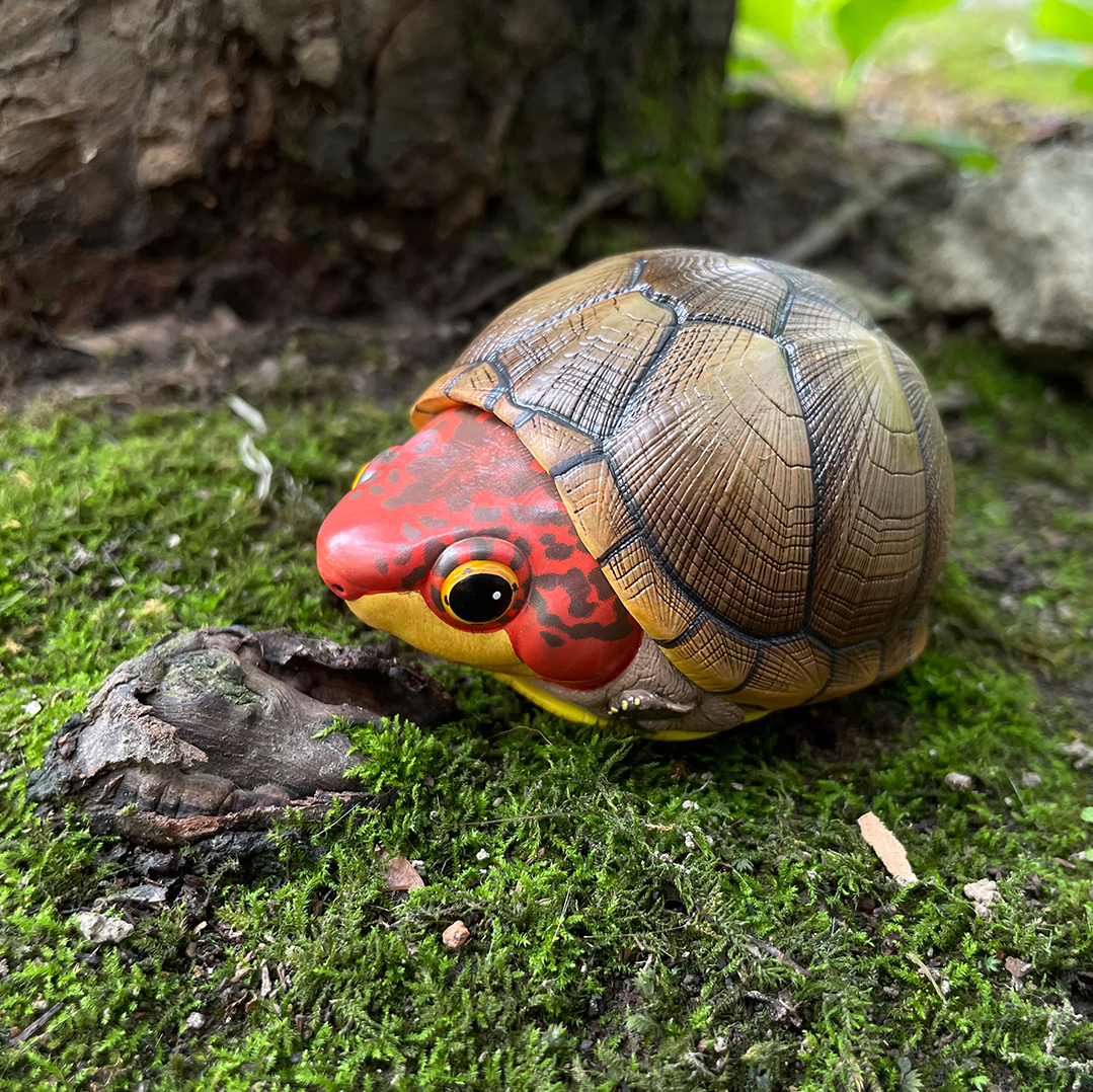 AHB Series 8 / Kinosternon scorpioides cruentatum - Red-cheeked Mud Turtle / Turtle