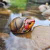 AHB Series 8 / Kinosternon scorpioides cruentatum - Red-cheeked Mud Turtle / Turtle