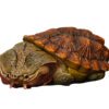 AHB Series 8 / Chelus fimbriata - Matamata Turtle / Turtle