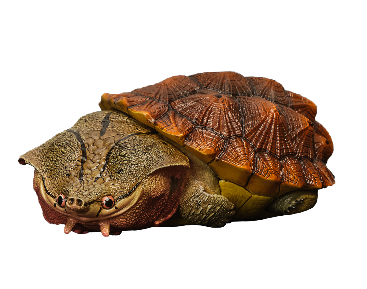 AHB Series 8 / Chelus fimbriata - Matamata Turtle / Turtle