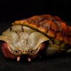 AHB Series 8 / Chelus fimbriata - Matamata Turtle / Turtle