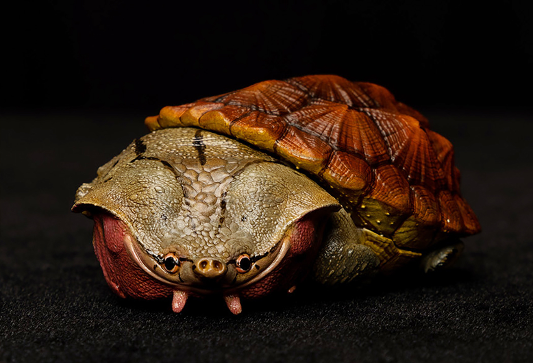AHB Series 8 / Chelus fimbriata - Matamata Turtle / Turtle