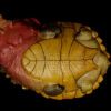 AHB Series 8 / Chelus fimbriata - Matamata Turtle / Turtle