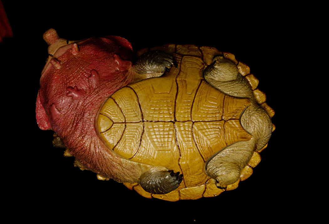 AHB Series 8 / Chelus fimbriata - Matamata Turtle / Turtle