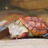 AHB Series 8 / Chelus fimbriata - Matamata Turtle / Turtle